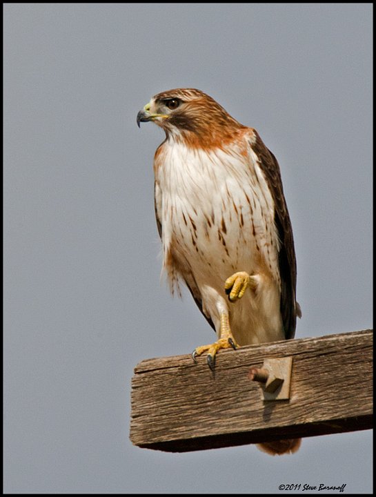 _1SB6415 red-tailed hawk.jpg